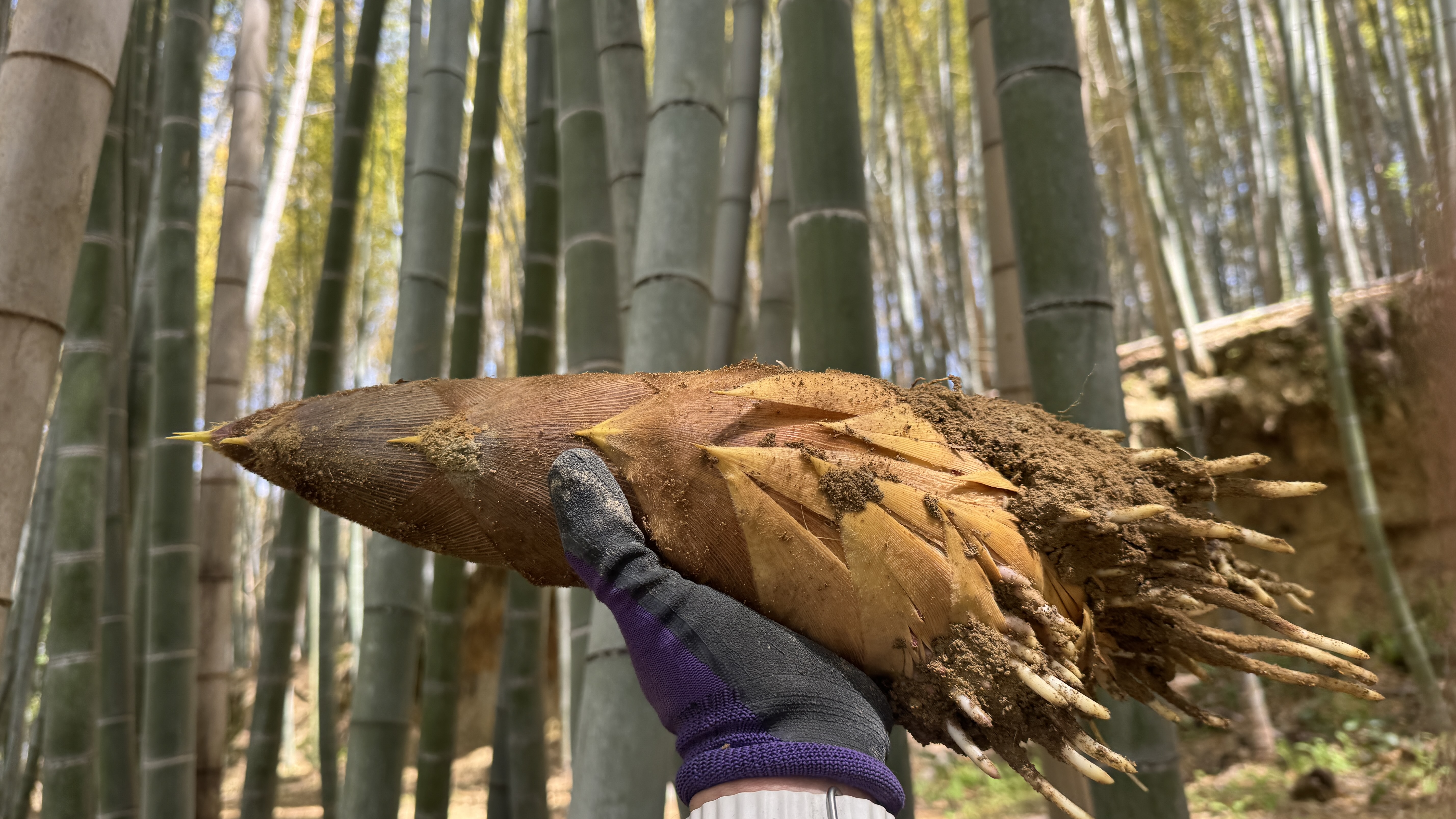 京都・大原野 朝堀り筍