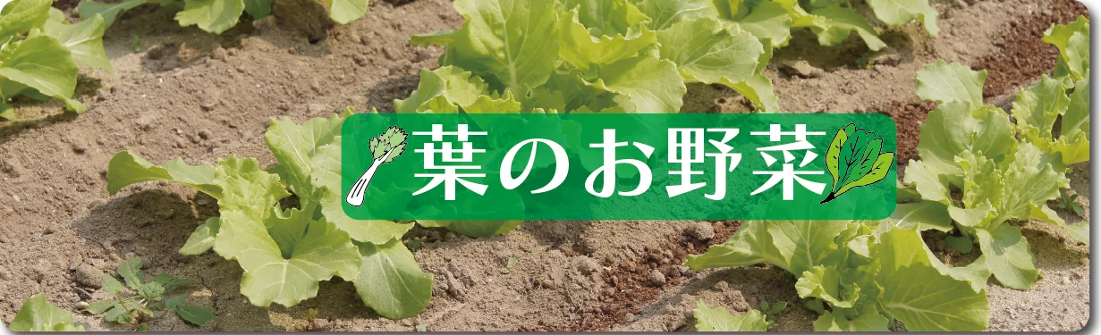 葉のお野菜