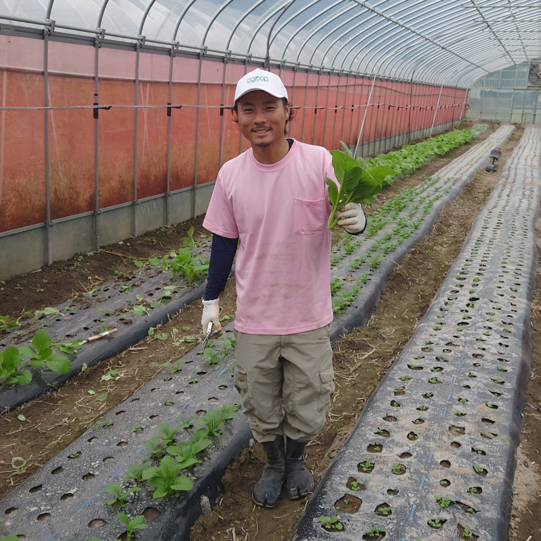 自社農園の小松菜