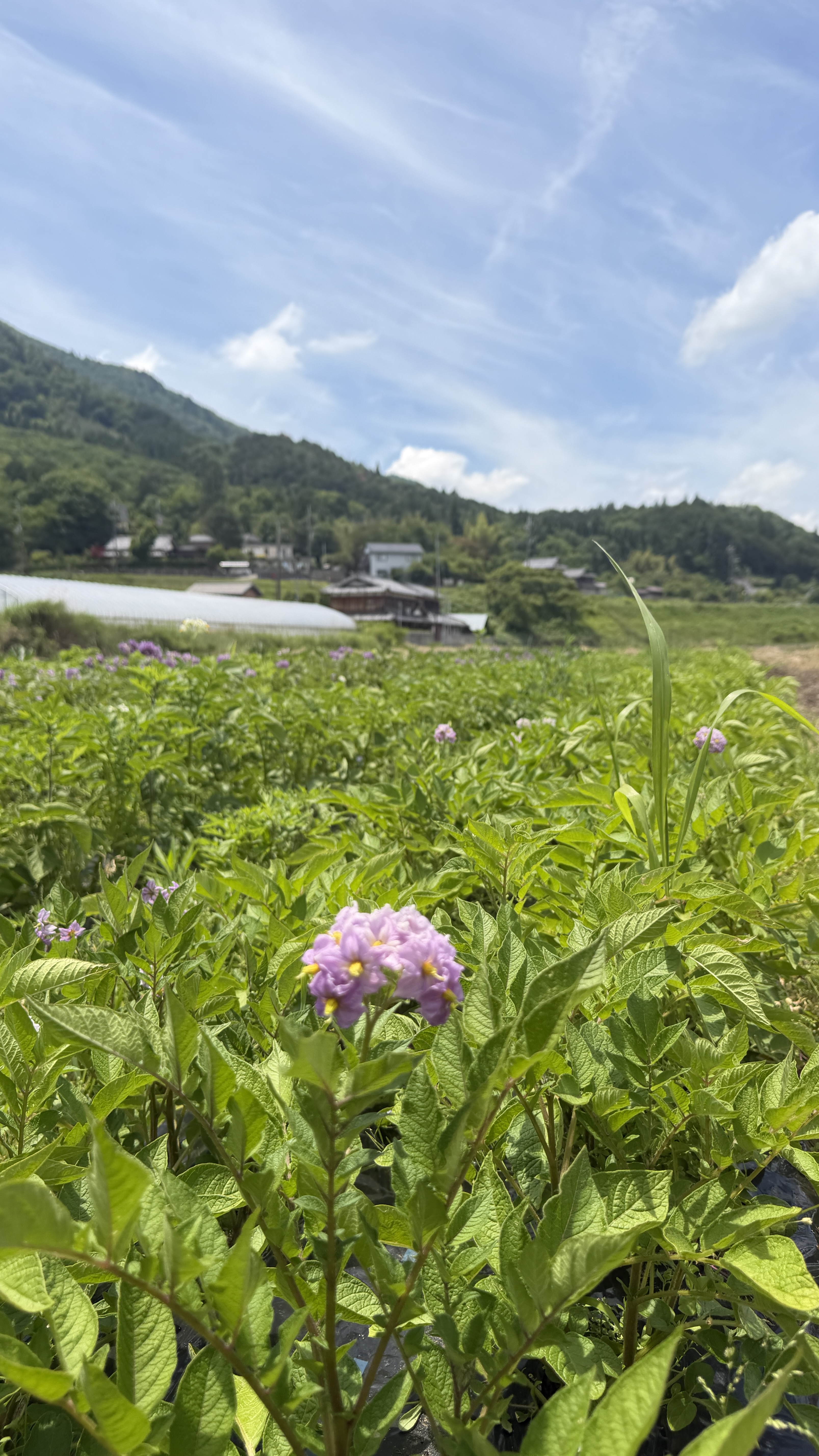 自社農園15%OFFクーポン