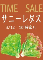 TIME SALE　サニーレタス