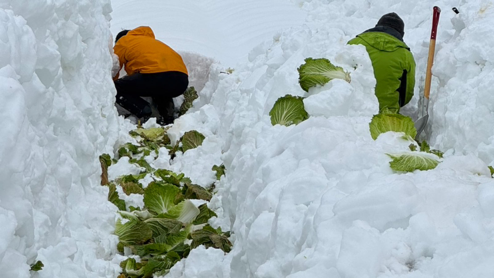 全品7%OFF！大雪から救出！奇跡の甘さ 週末限定クーポン