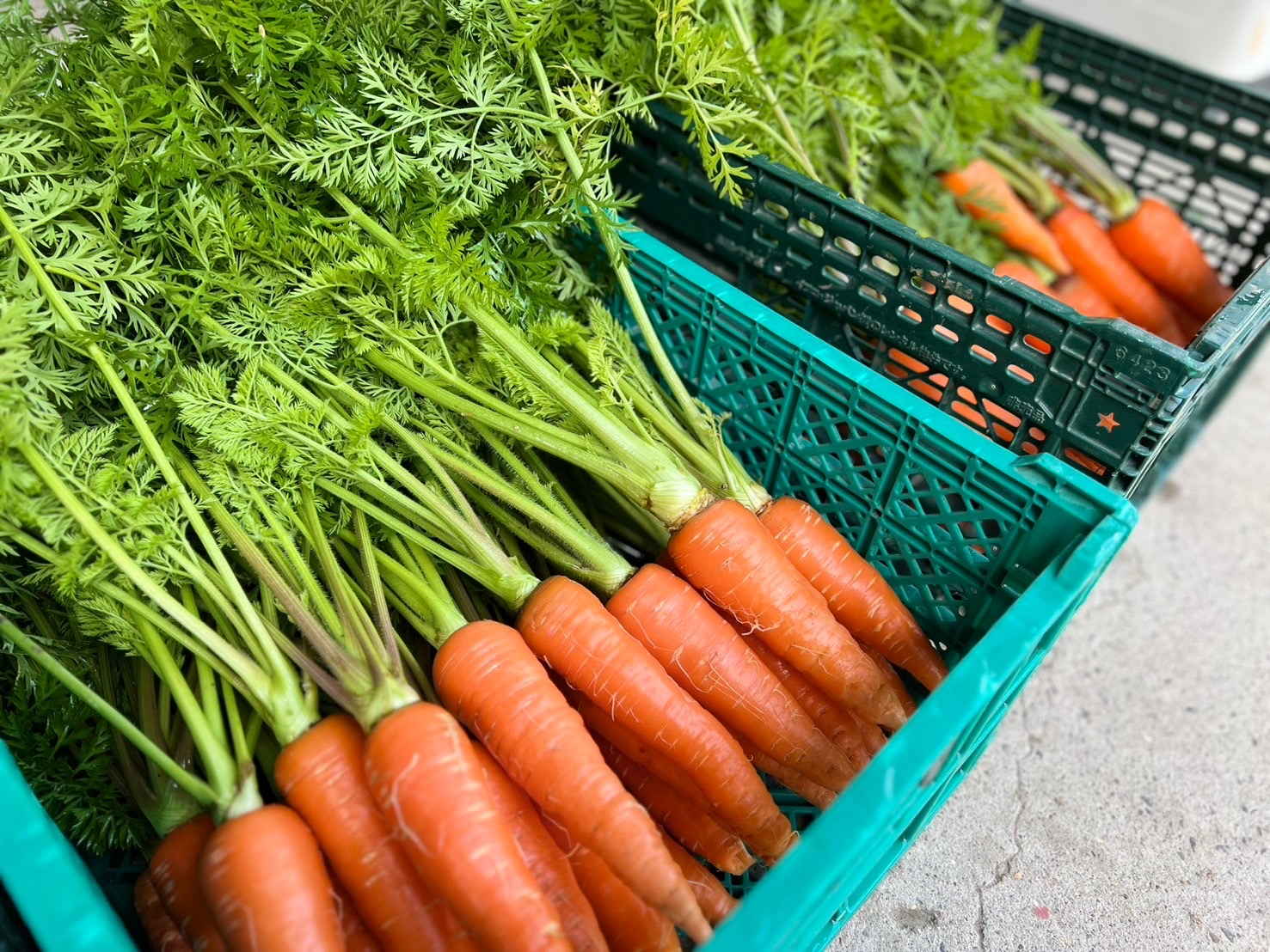 旬の冬の京野菜