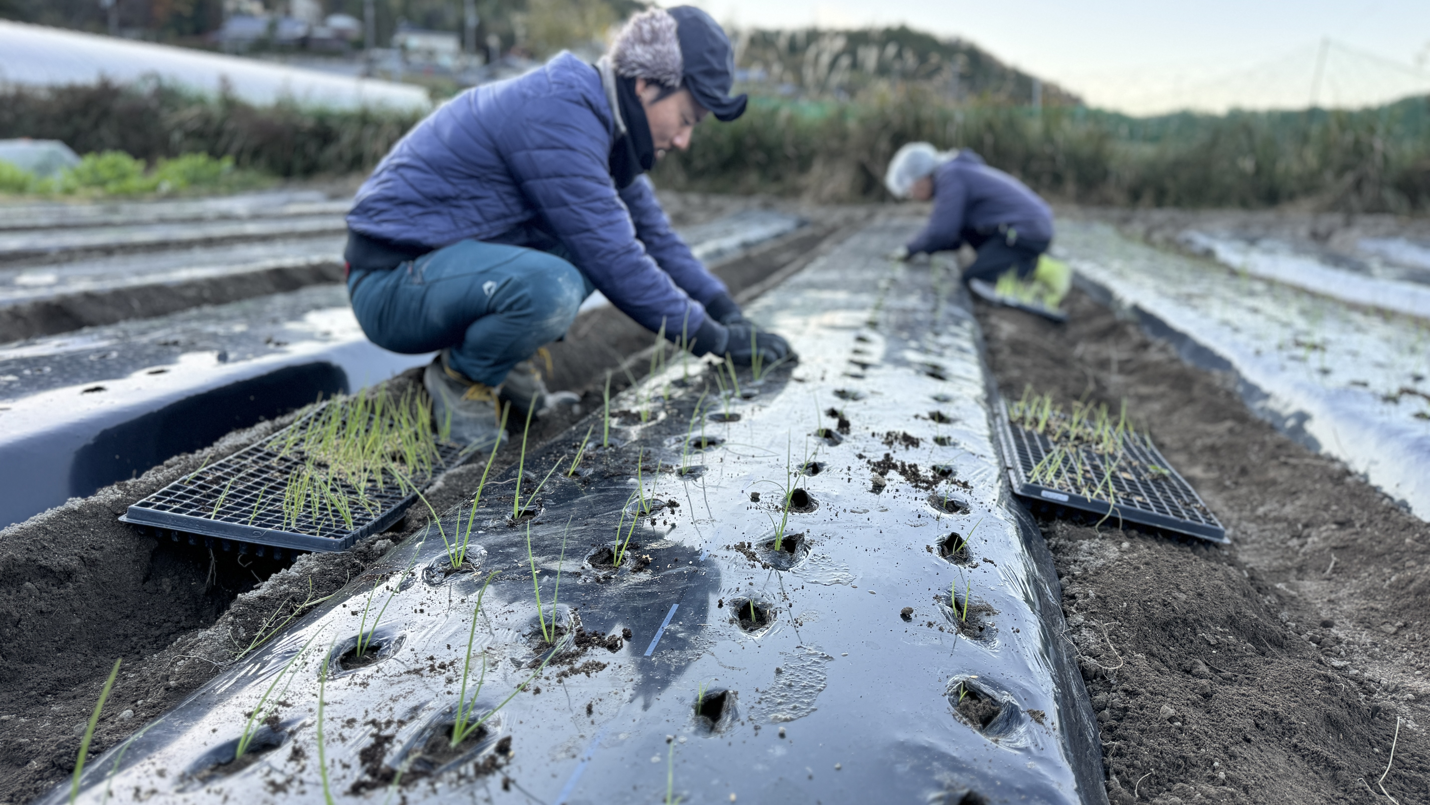 有機野菜定期便 ベジよしBOX