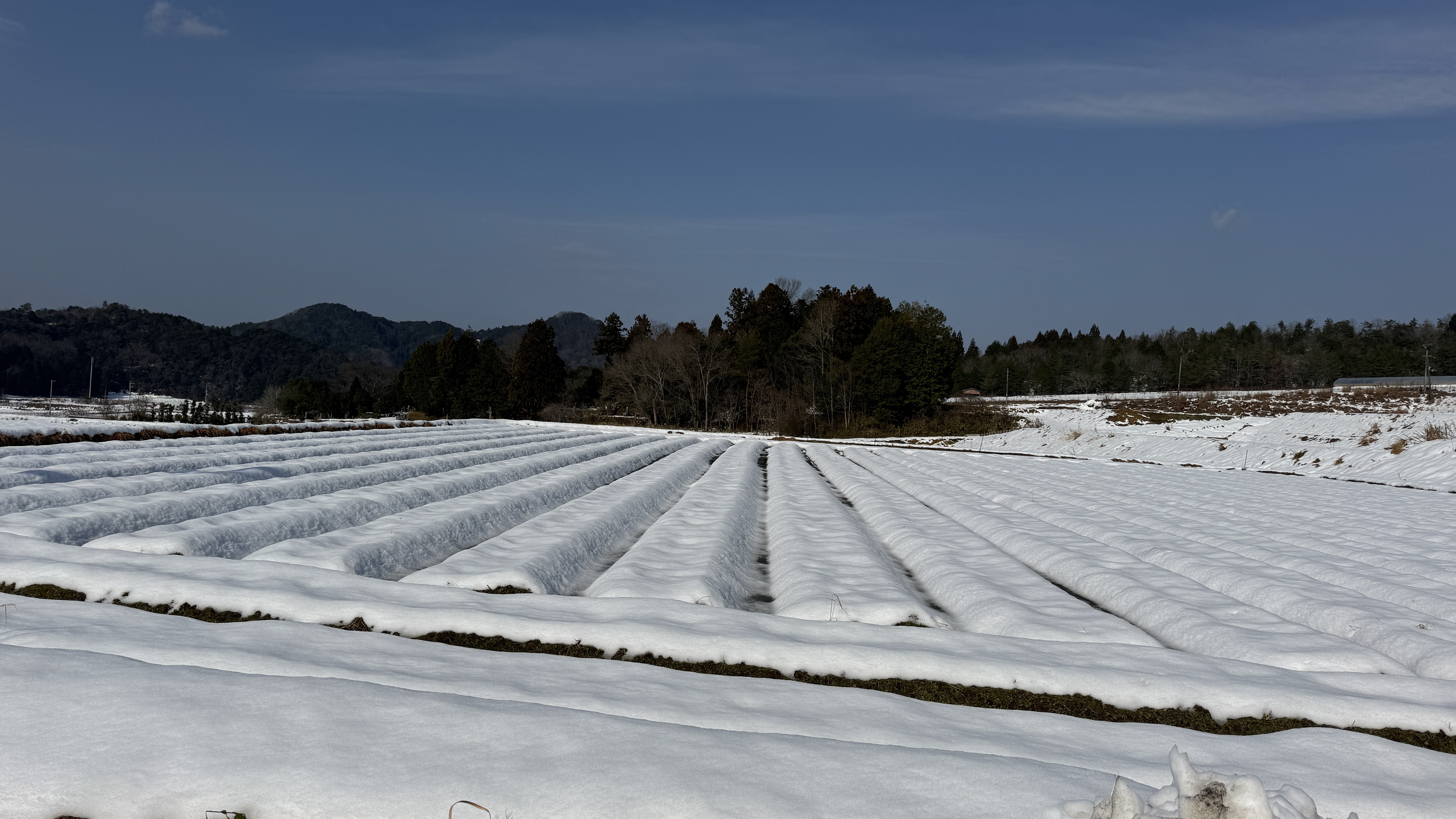 週末限定クーポン