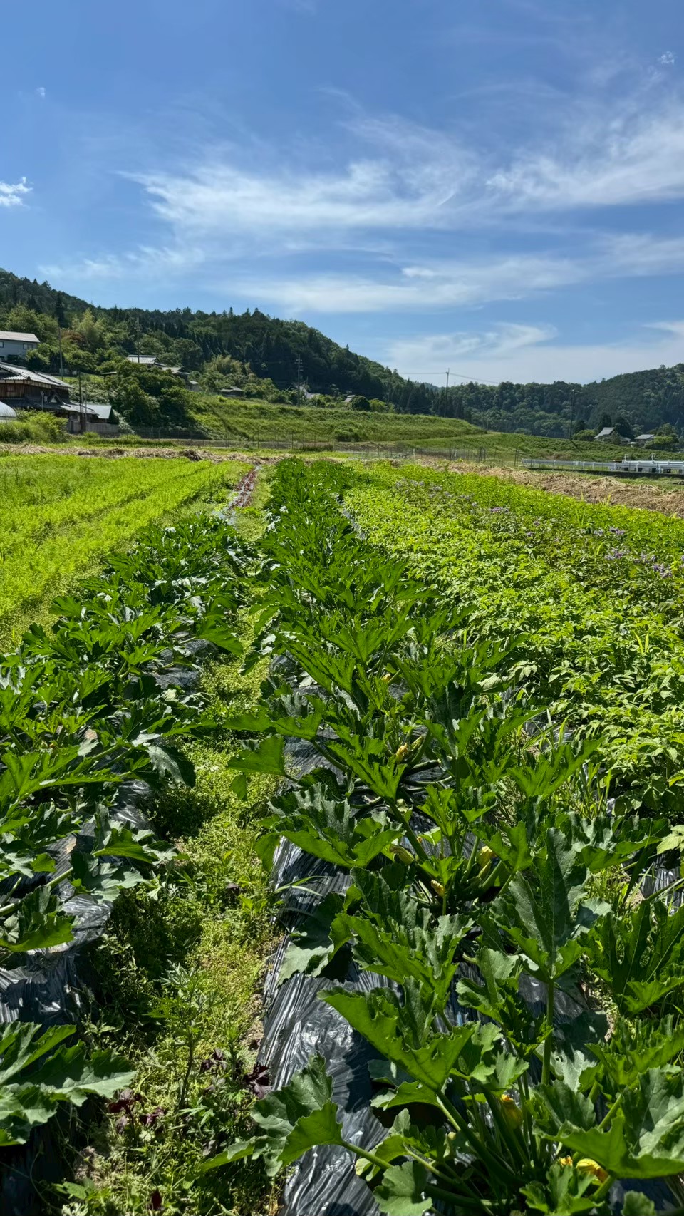 夏の京野菜