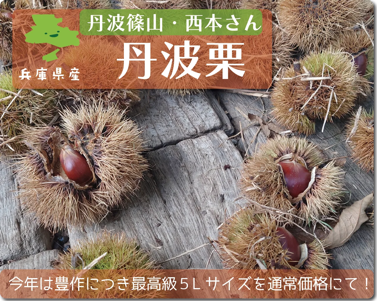 丹波栗