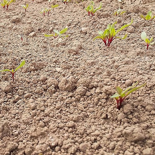 ビーツの種から発芽