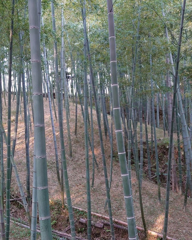 京都市・大原野の自社竹林