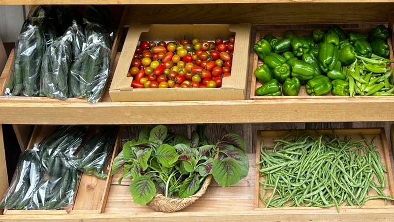 トマトやピーマン、いんげんなど、1品ずつ並んだお野菜