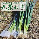 九条ねぎ
