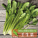 壬生菜(みぶな)