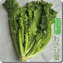 わさび菜