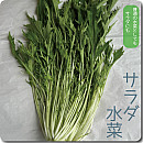 サラダ水菜