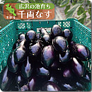 千両なす