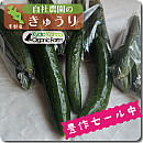 きゅうり