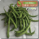 インゲン豆(三度豆)