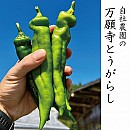 万願寺とうがらし