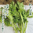 わさび菜