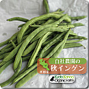 秋インゲン豆(三度豆)