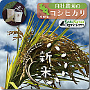 自社農園のお米コシヒカリ【送料無料対象外】