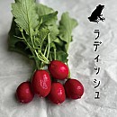 ラディッシュ