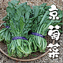 京菊菜(春菊)