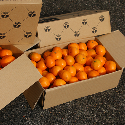 箱みかん