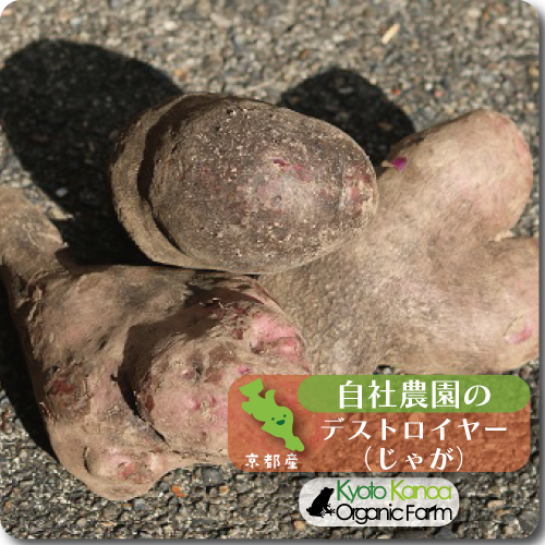 デストロイヤー(新じゃが)※小ぶり