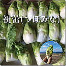 祝蕾