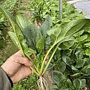 ほうれん草