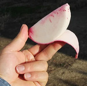 もものすけかぶ