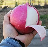 もものすけかぶ