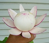 もものすけかぶ