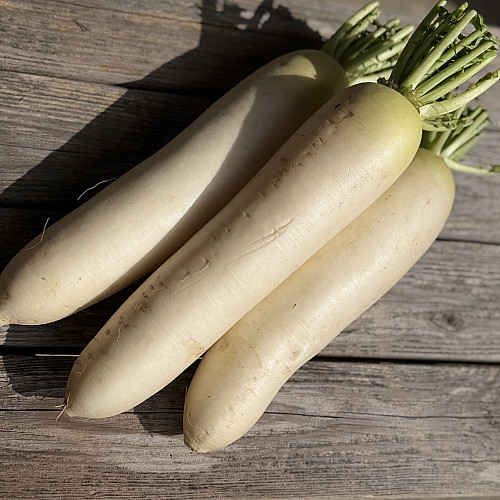 大根