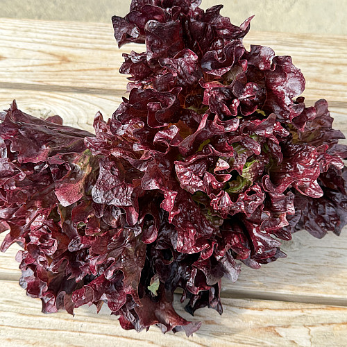 ワインドレスレタス