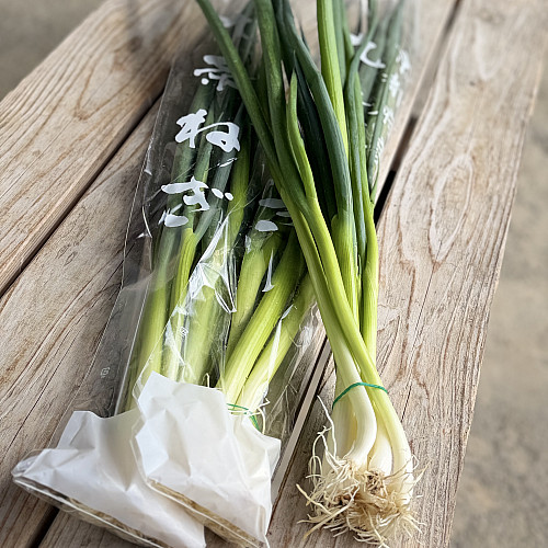 九条ねぎ