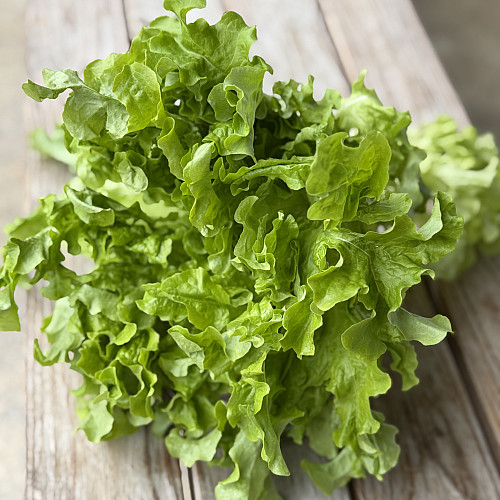 グリーンリーフレタス