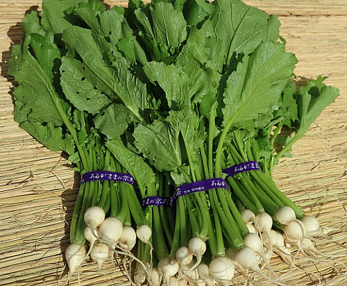 かぶ菜