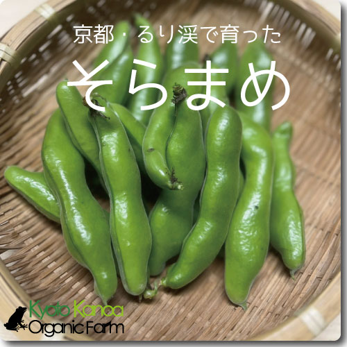 そら豆