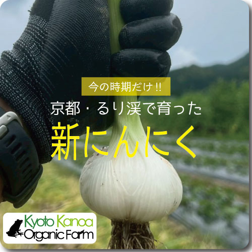 新にんにく
