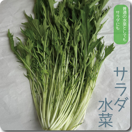 サラダ水菜