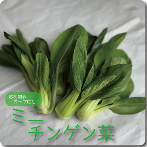 ミニチンゲン菜