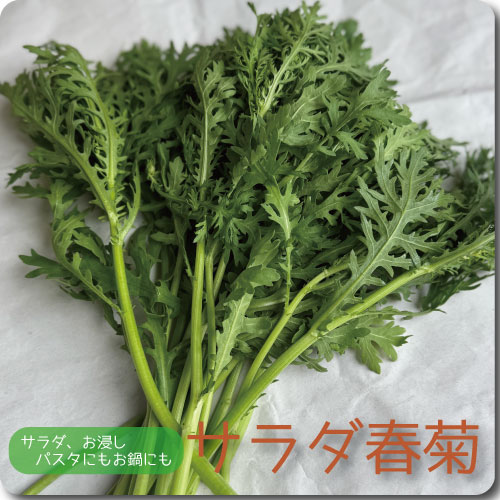 サラダ春菊