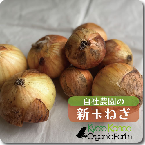 新玉ねぎ