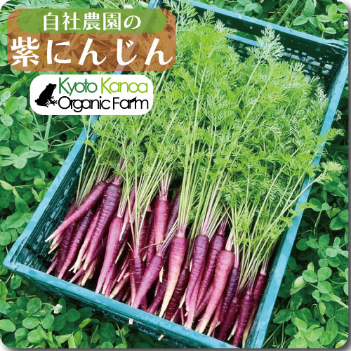 紫にんじん