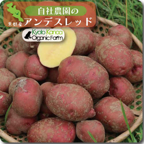 アンデスレッド(新じゃが)