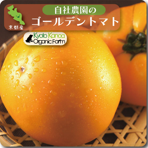 ゴールデントマト