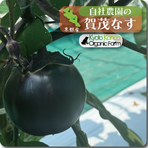 賀茂なす