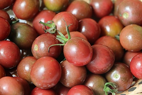 トスカーナバイオレットミニトマト